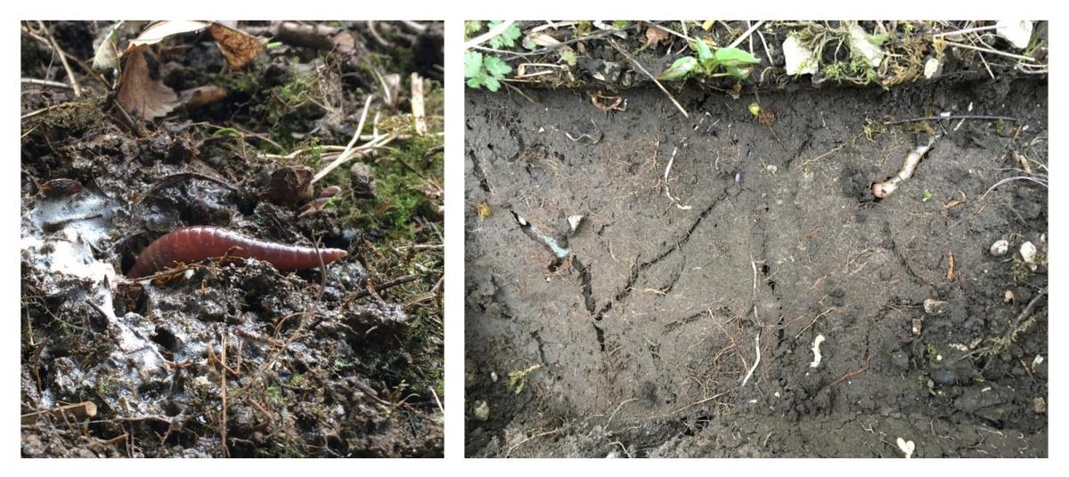 Discovering Earthworms Online Biodiversity Projects
